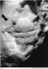 Historisches Foto von Cengodromites angustus (NHMW-AFW-GEO-BACHMAYER-FOTO-1990-0041-3539)